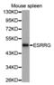 Estrogen-related receptor gamma antibody, abx002800, Abbexa, Western Blot image 
