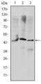 Orthodenticle Homeobox 2 antibody, GTX60449, GeneTex, Western Blot image 