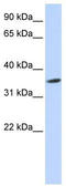 Septin-12 antibody, TA340338, Origene, Western Blot image 