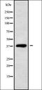 Claudin 20 antibody, orb338189, Biorbyt, Western Blot image 