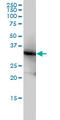 Lactate Dehydrogenase B antibody, LS-B4366, Lifespan Biosciences, Western Blot image 