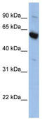 Solute carrier family 45 member 3 antibody, TA333592, Origene, Western Blot image 