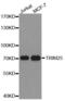 Tripartite Motif Containing 25 antibody, MBS129882, MyBioSource, Western Blot image 