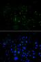BMP and activin membrane-bound inhibitor homolog antibody, MBS9125322, MyBioSource, Immunofluorescence image 