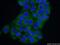 Sterile alpha motif domain-containing protein 9-like antibody, 25173-1-AP, Proteintech Group, Immunofluorescence image 