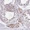 Seryl-tRNA synthetase, mitochondrial antibody, HPA056957, Atlas Antibodies, Immunohistochemistry frozen image 