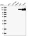 Collagen alpha-2(VI) chain antibody, NBP2-58879, Novus Biologicals, Western Blot image 