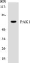 Alpha-PAK antibody, LS-C200458, Lifespan Biosciences, Western Blot image 