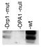 OPA1 Mitochondrial Dynamin Like GTPase antibody, PA1-16991, Invitrogen Antibodies, Western Blot image 