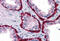 Keratin 15 antibody, MBS246246, MyBioSource, Immunohistochemistry frozen image 