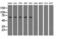 Sorting nexin-9 antibody, LS-C115348, Lifespan Biosciences, Western Blot image 