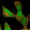 CRBP1 antibody, HPA007338, Atlas Antibodies, Immunofluorescence image 