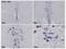 Early Growth Response 2 antibody, NBP2-16286, Novus Biologicals, Immunohistochemistry frozen image 