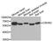 Corticotropin Releasing Hormone Receptor 2 antibody, A7659, ABclonal Technology, Western Blot image 