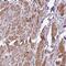 Caveolae Associated Protein 3 antibody, NBP2-47323, Novus Biologicals, Immunohistochemistry frozen image 