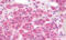 GAL1 antibody, MBS248023, MyBioSource, Immunohistochemistry frozen image 
