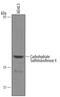 Carbohydrate Sulfotransferase 4 antibody, AF5547, R&D Systems, Western Blot image 