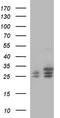 Chloride Nucleotide-Sensitive Channel 1A antibody, TA590737, Origene, Western Blot image 
