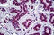 Cohesin subunit SA-2 antibody, MBS246117, MyBioSource, Immunohistochemistry frozen image 