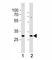 Hes Family BHLH Transcription Factor 1 antibody, F52958-0.4ML, NSJ Bioreagents, Western Blot image 