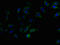 Family With Sequence Similarity 234 Member B antibody, LS-C395943, Lifespan Biosciences, Immunofluorescence image 