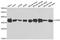 Lactate Dehydrogenase B antibody, orb373655, Biorbyt, Western Blot image 