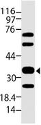 SIGLEC-H antibody, M30285, Boster Biological Technology, Western Blot image 