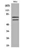 Lamin A/C antibody, orb161585, Biorbyt, Western Blot image 