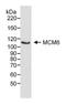 DNA replication licensing factor MCM6 antibody, A300-194A, Bethyl Labs, Western Blot image 