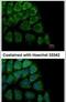 Hypoxia Up-Regulated 1 antibody, PA5-27655, Invitrogen Antibodies, Immunofluorescence image 