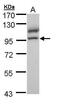 DNA replication licensing factor MCM4 antibody, PA5-29039, Invitrogen Antibodies, Western Blot image 