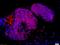 Leucine Rich Repeat Transmembrane Neuronal 2 antibody, orb157829, Biorbyt, Immunohistochemistry paraffin image 