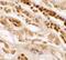 Tweety Family Member 2 antibody, PA5-34395, Invitrogen Antibodies, Immunohistochemistry frozen image 