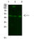 Glutamate-Ammonia Ligase antibody, STJ98853, St John
