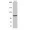 RB Transcriptional Corepressor 1 antibody, LS-C385818, Lifespan Biosciences, Western Blot image 