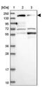 PTPRF Interacting Protein Alpha 1 antibody, PA5-59931, Invitrogen Antibodies, Western Blot image 