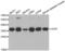 Lactate Dehydrogenase A antibody, abx001060, Abbexa, Western Blot image 
