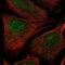 RAD54 Like 2 antibody, PA5-65253, Invitrogen Antibodies, Immunofluorescence image 