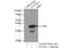 Stomatin-like protein 2 antibody, 60052-1-Ig, Proteintech Group, Immunoprecipitation image 