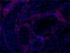 Lactosylceramide antibody, 105831, BioLegend, Immunofluorescence image 