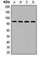 B-cell scaffold protein with ankyrin repeats antibody, orb411724, Biorbyt, Western Blot image 