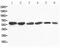 Flavin Containing Dimethylaniline Monoxygenase 4 antibody, PA5-79276, Invitrogen Antibodies, Western Blot image 