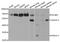 PDZ and LIM domain protein 5 antibody, TA332862, Origene, Western Blot image 