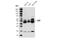 CXADR Ig-Like Cell Adhesion Molecule antibody, 16984S, Cell Signaling Technology, Western Blot image 