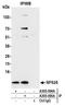 Ribosomal Protein S28 antibody, A305-095A, Bethyl Labs, Immunoprecipitation image 