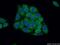 Nasal embryonic luteinizing hormone-releasing hormone factor antibody, 12244-1-AP, Proteintech Group, Immunofluorescence image 