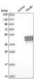 TruB Pseudouridine Synthase Family Member 1 antibody, PA5-58163, Invitrogen Antibodies, Western Blot image 