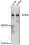 E1A-binding protein p400 antibody, 14-281, ProSci, Western Blot image 