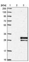 NBL1, DAN Family BMP Antagonist antibody, NBP1-85340, Novus Biologicals, Western Blot image 