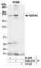 AT-Rich Interaction Domain 4A antibody, A302-231A, Bethyl Labs, Immunoprecipitation image 